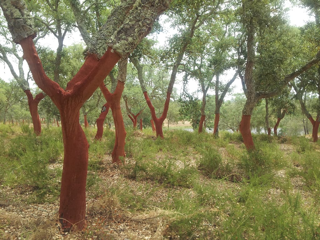 oak trees with the bark stripped off the lower part of the trunk