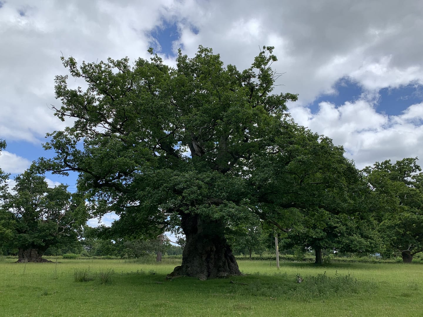 A single oak tree with a very broad trunk