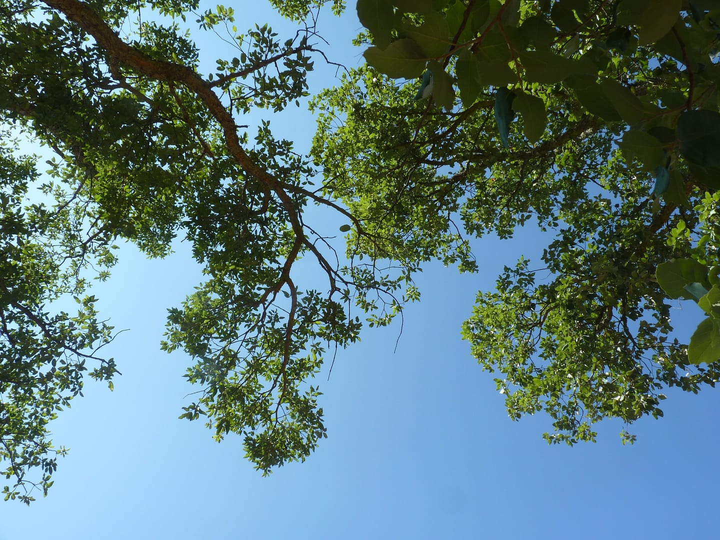 ok leaves against a blue sky