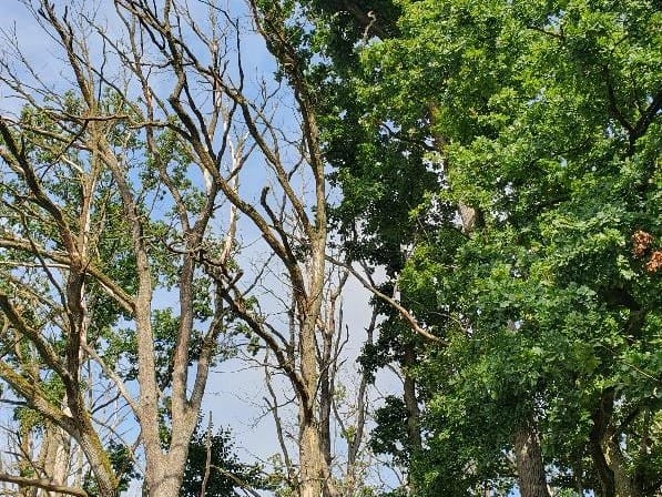 Oak tree with no leaves due to AOD