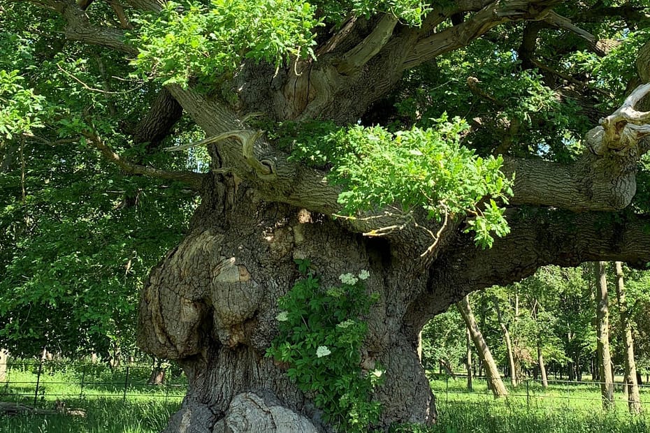 A very old oak tree